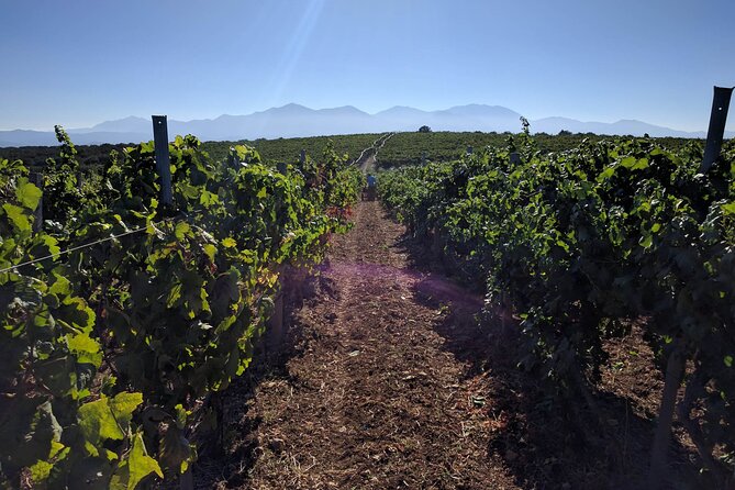 Private wine tasting experience in Crete with local winery visit